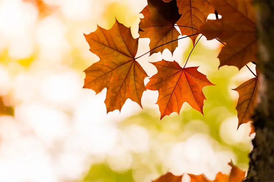 Herfst EVGG